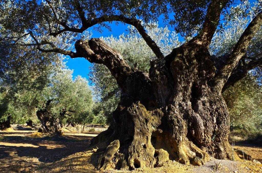 Appartamento Ático con estilo y acogedor. San Mateo Esterno foto